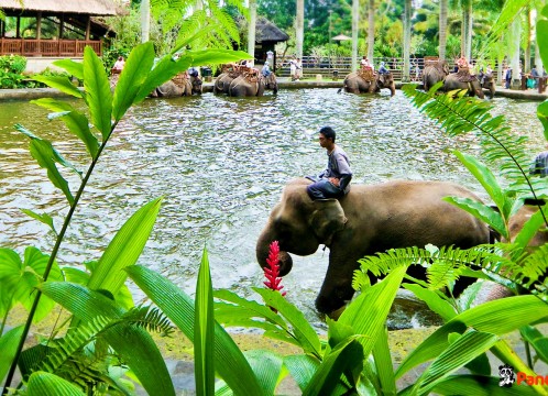 エレファントライド_06